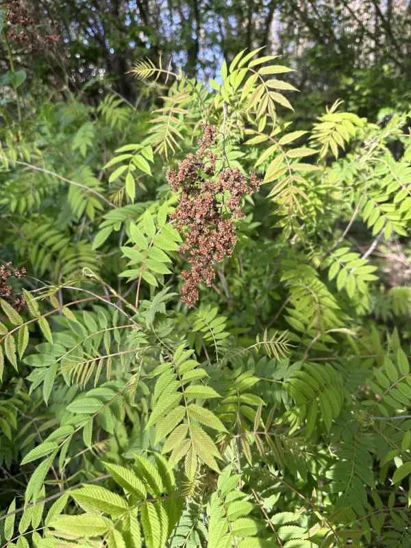 Ural false spiraea