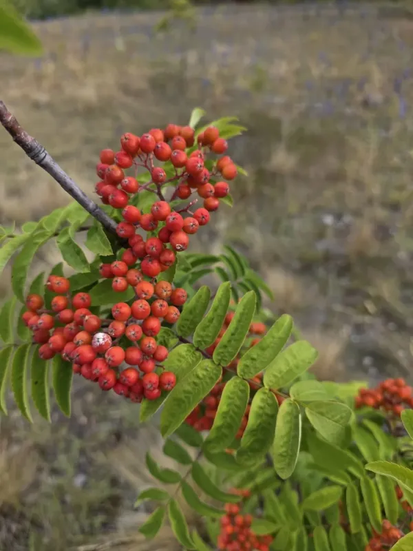 Siberian Rowan