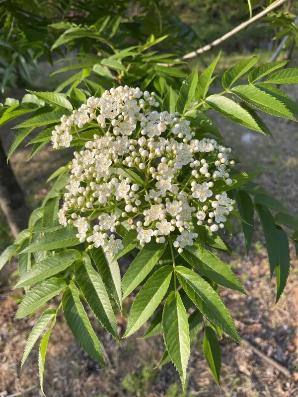 Рябина смешанная