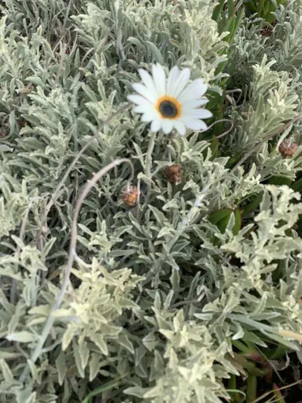 Arctotis stoechadifolia