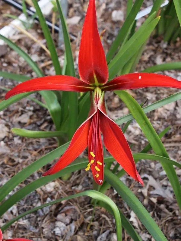 Sprekelia formosissima