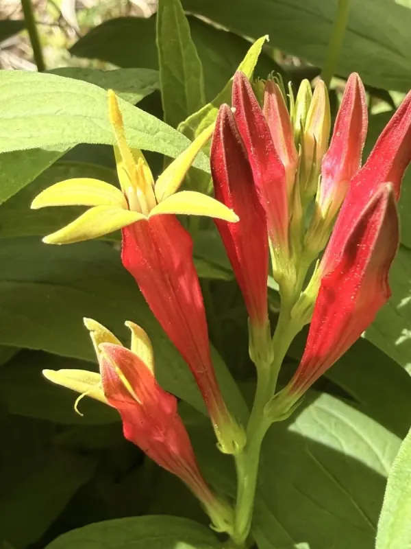 Indian pink