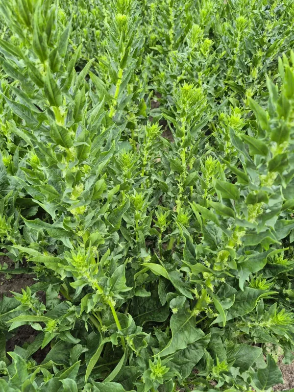 Spinach