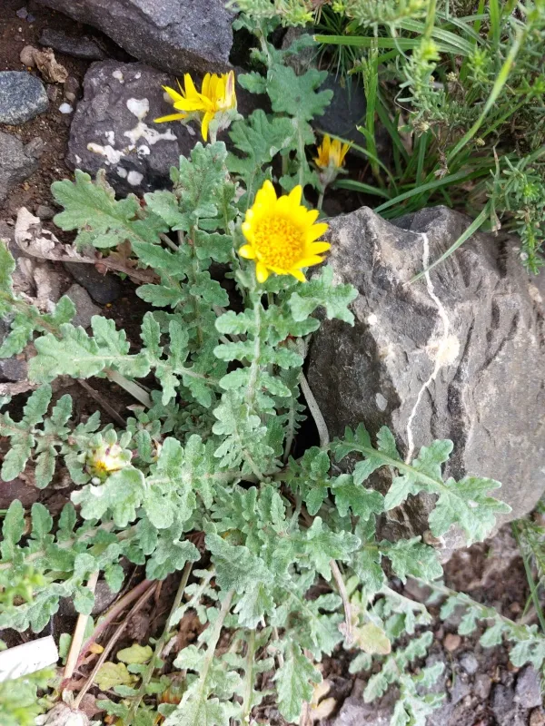 Arctotis arctotoides