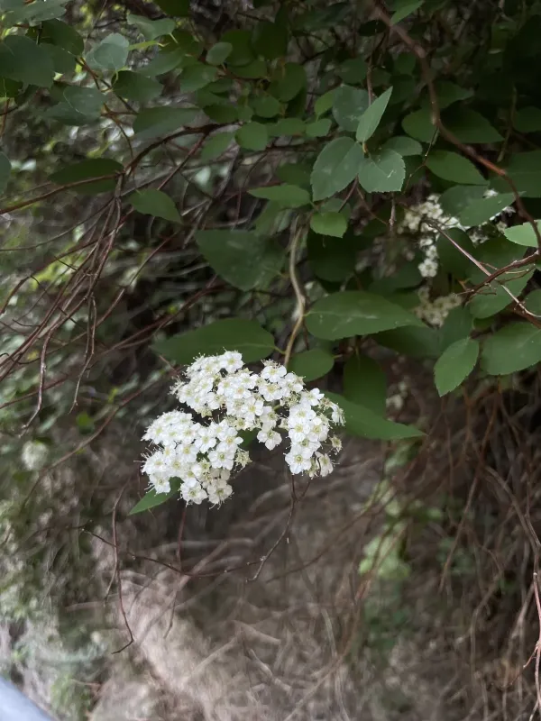 Fritsch's spiraea