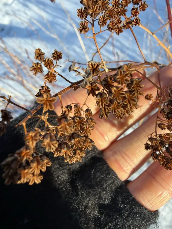 Vanhoutte spirea