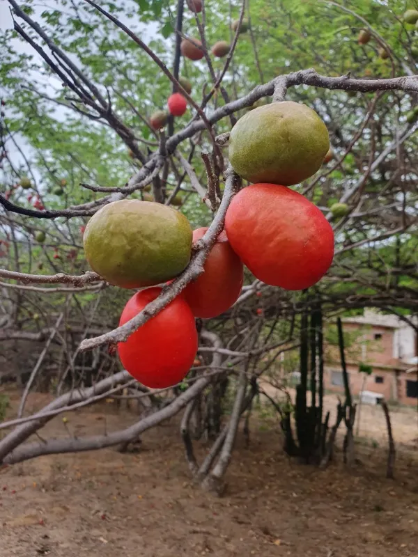 Spondias purpurea
