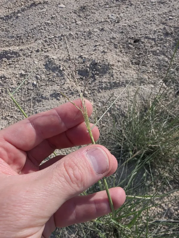Sand dropseed