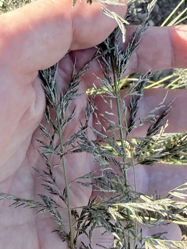 Giant dropseed
