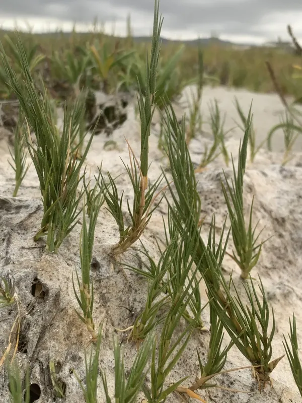 Seashore dropseed
