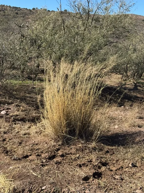 Giant sacaton