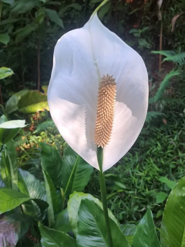 Spathiphyllum wallisii