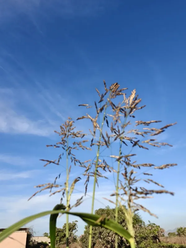 Sudan grass