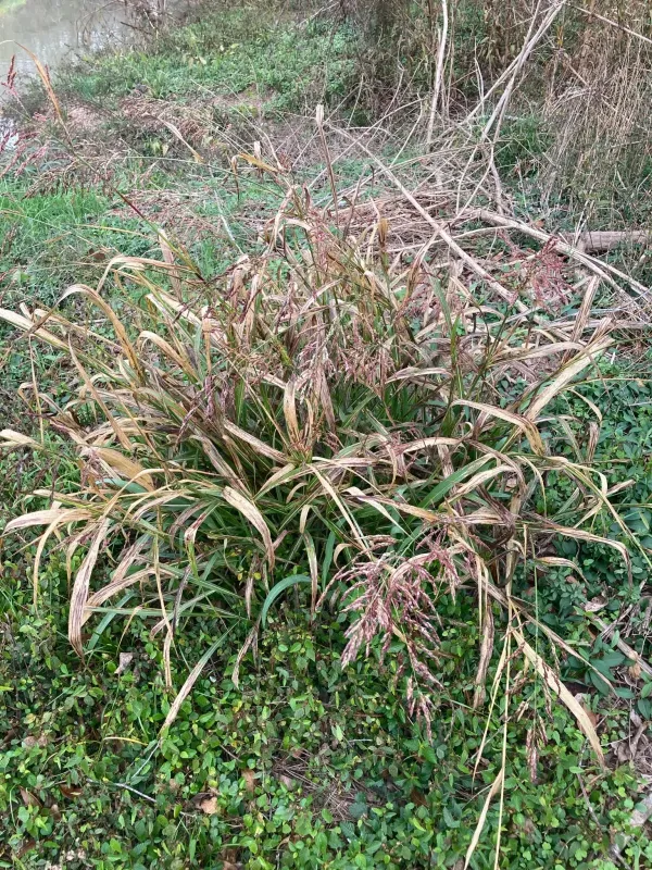 Sorghum almum