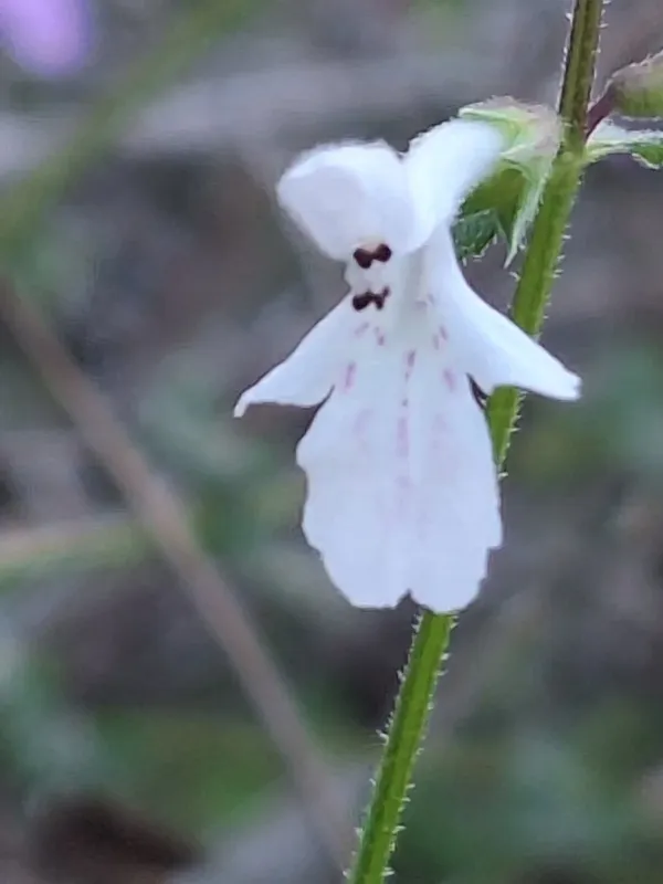 Stachys aethiopica