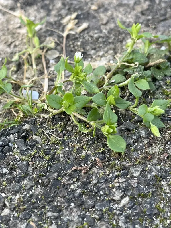 Common chickweed