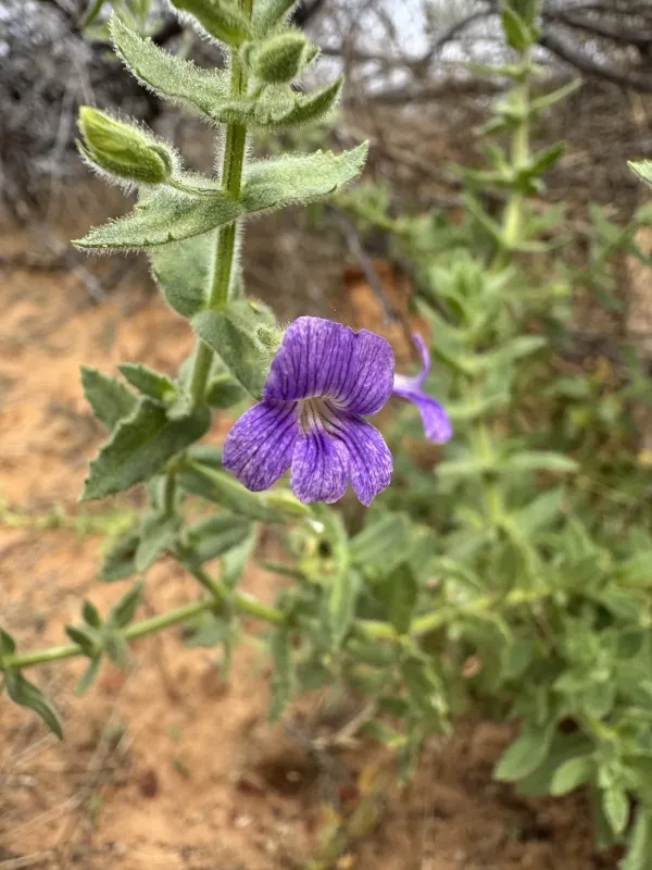 Stemodia viscosa