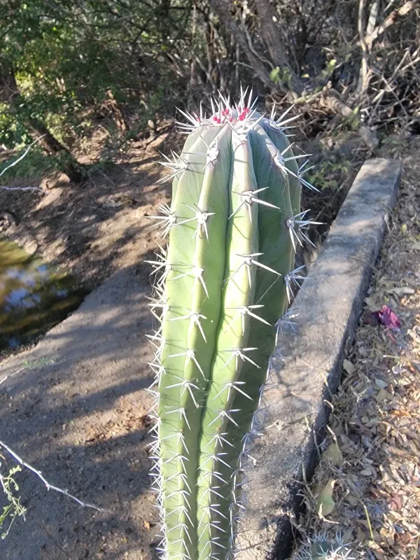 Stenocereus