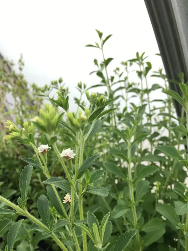 Stevia
