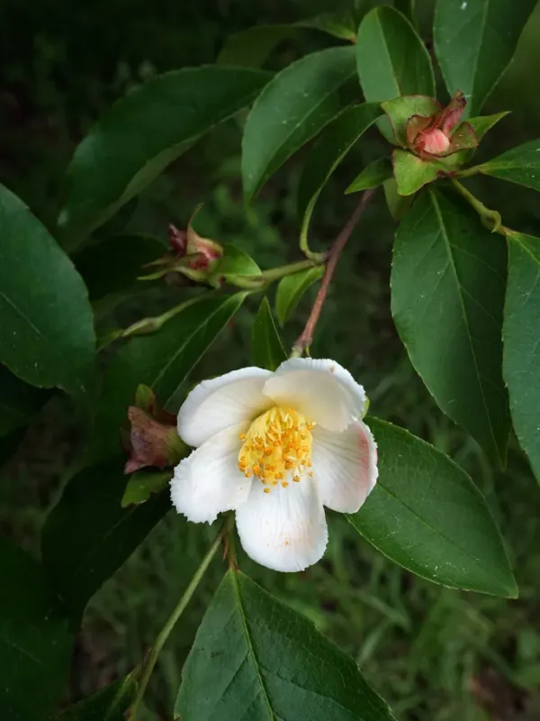 Beaked stewartia