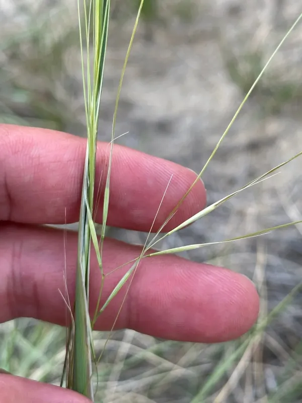 Needle-and-thread grass