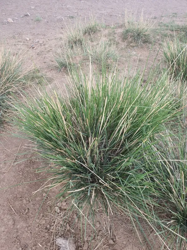 Stipa splendens