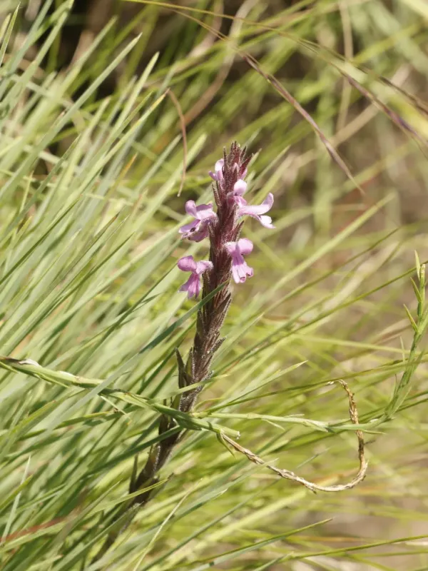 Striga