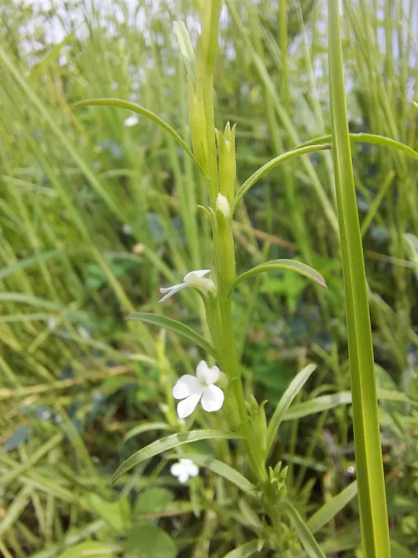 Striga euphrasioides