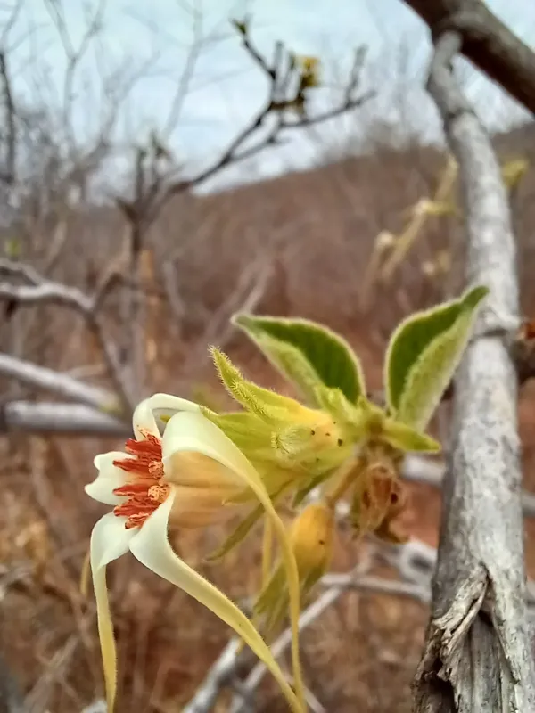 Strophanthus kombe
