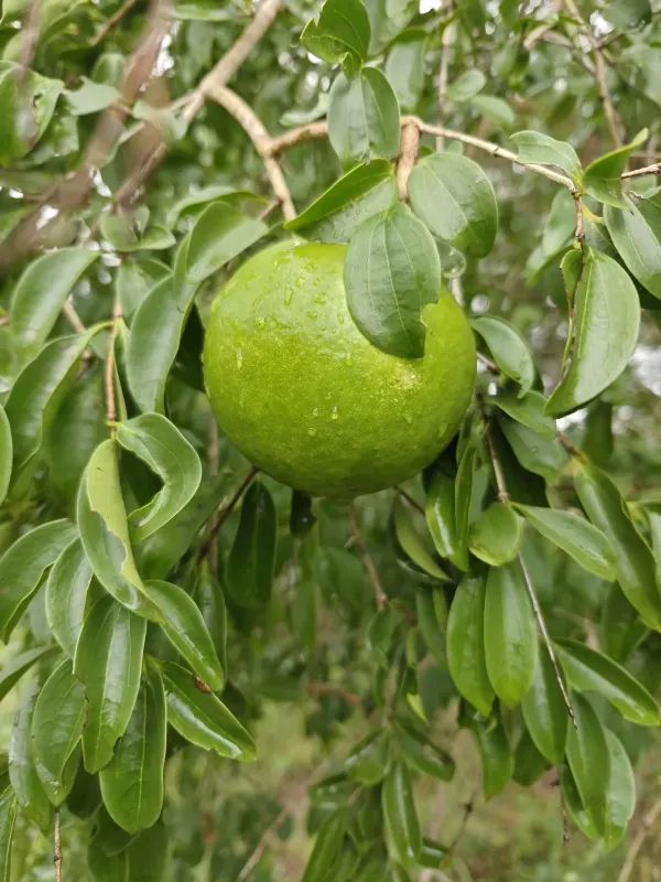 Стрихнос колючий