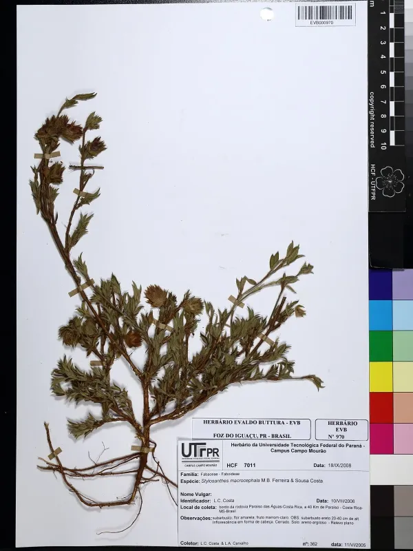 Stylosanthes macrocephala
