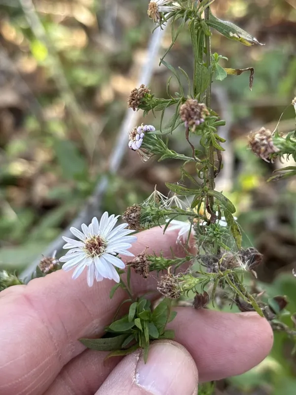 Amethyst aster
