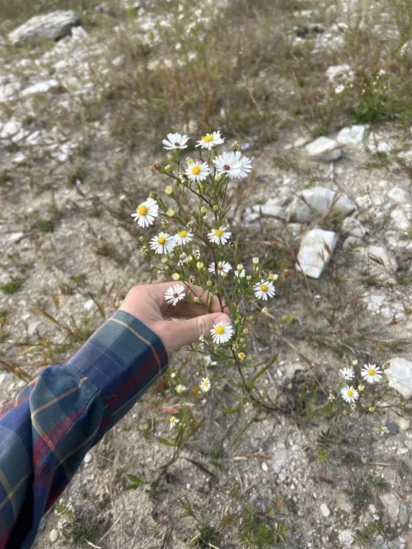 Hybrid Aster