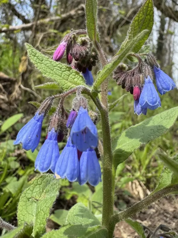 Rough comfrey