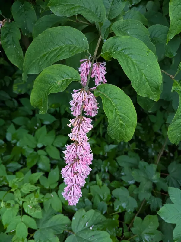 Komarov's lilac