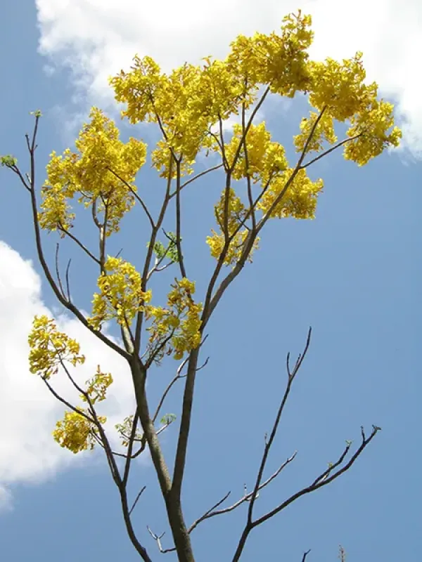 Roseodendron donnell-smithii