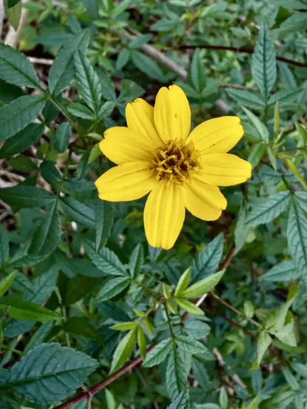 Lemmon's marigold hybrid