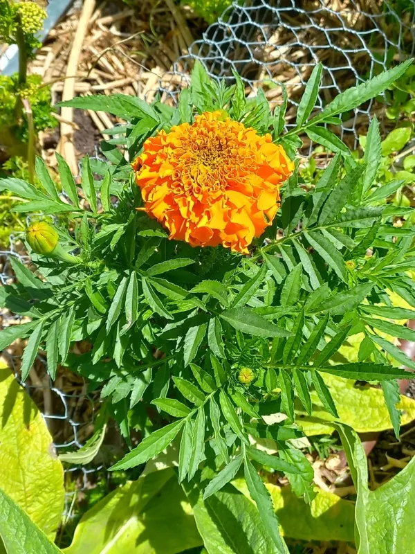 French Marigolds