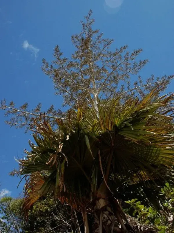 Tahina palm