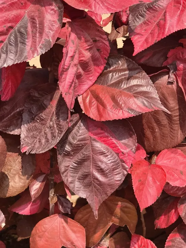Acalypha godseffiana