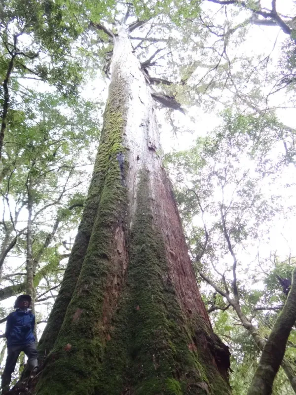 Taiwania