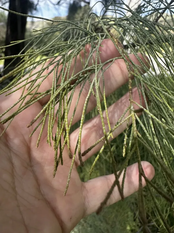 Athel tamarisk