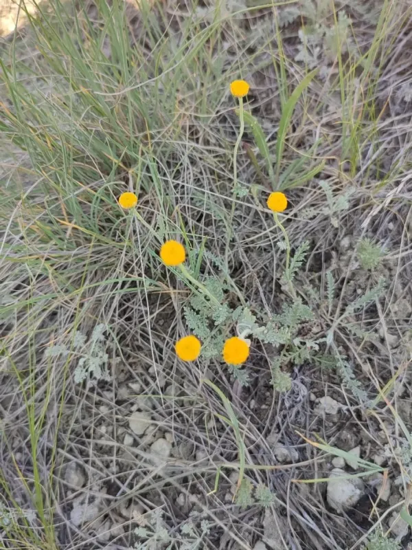 Yarrow-leaved tansy