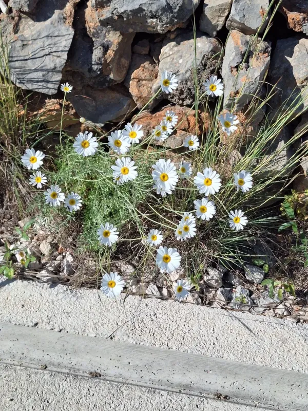 Dalmatian chrysanthemum