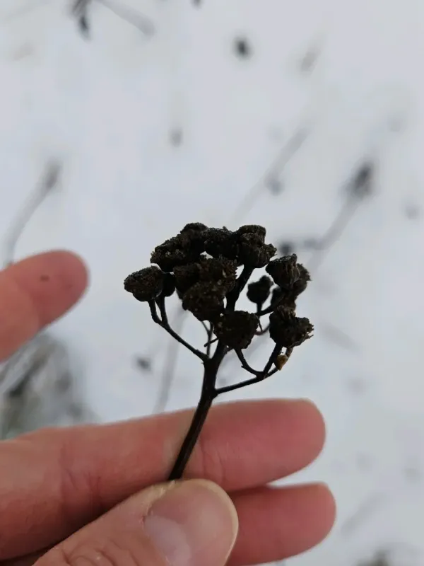 Пижмо звичайне