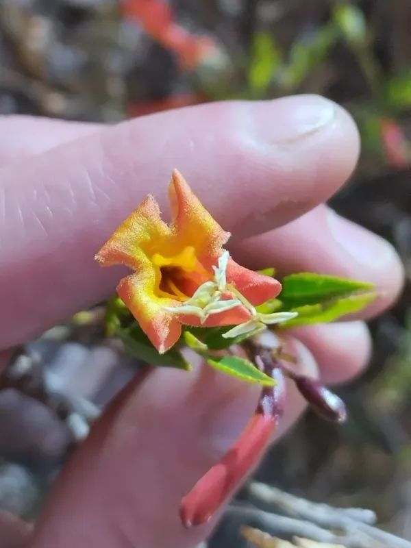 Tecoma fulva