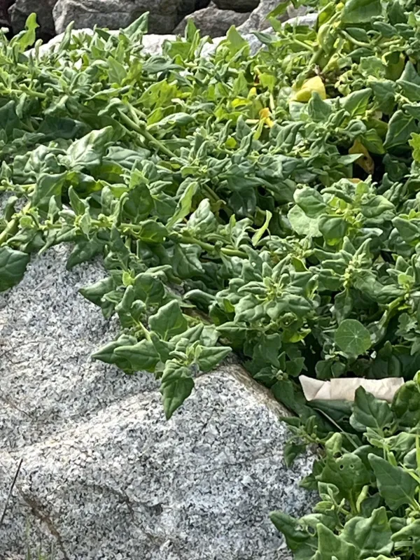 New Zealand spinach