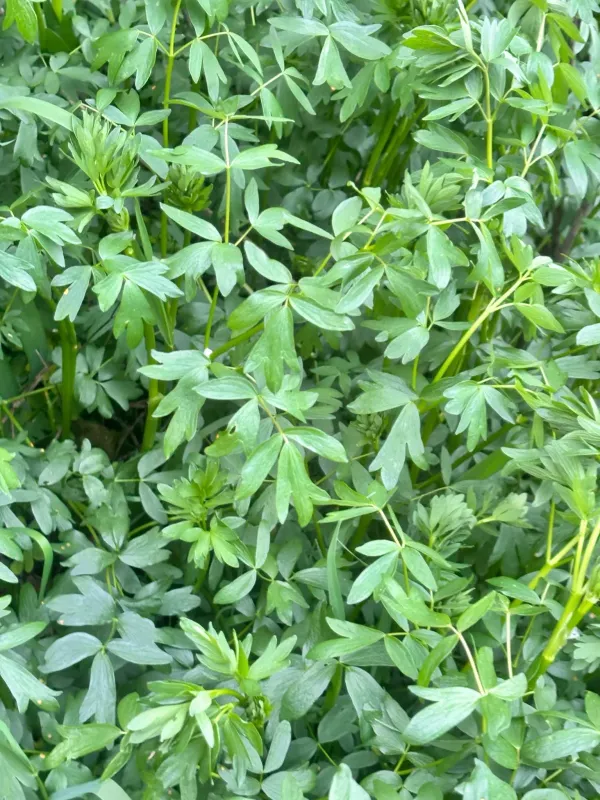 Yellow meadow-rue