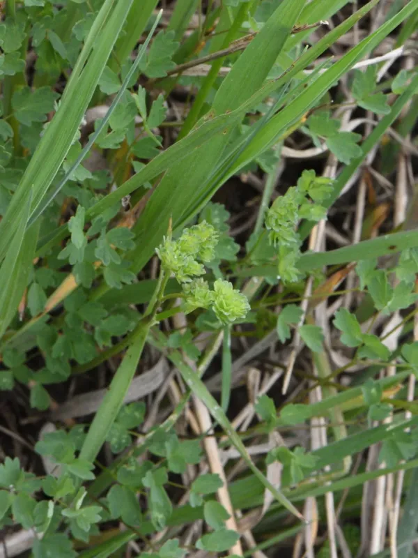 Lesser meadow-rue