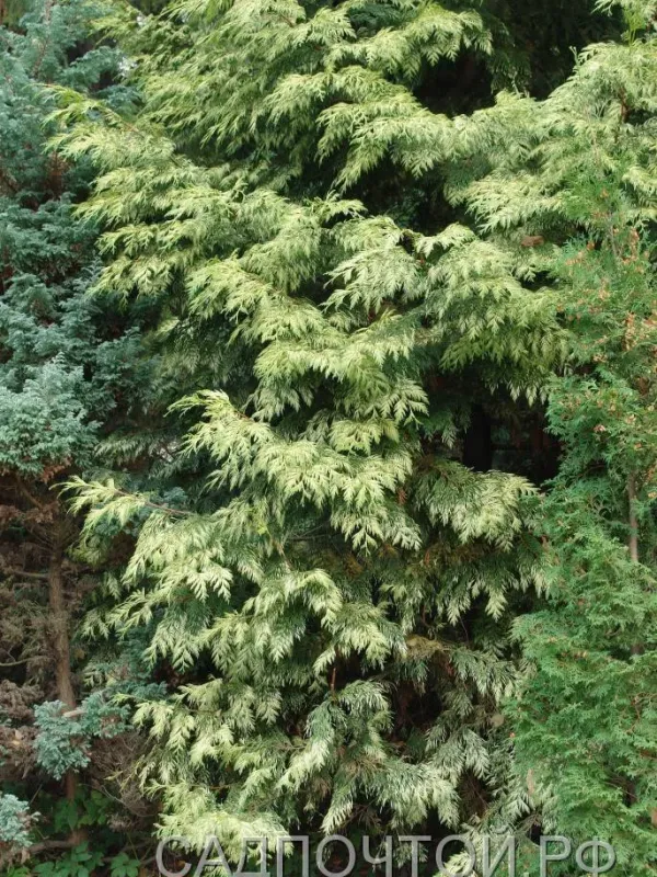 Thuja Zebrina